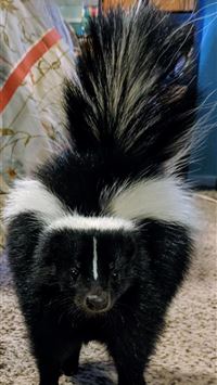 skunks wallpaper