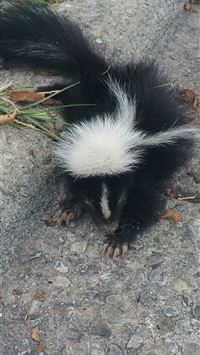 skunks wallpaper