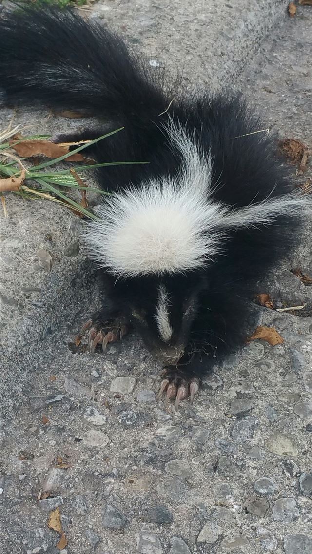 1284x2778 skunks - skunks iPhone Wallpaper