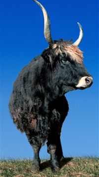 tauros hd wallpaper