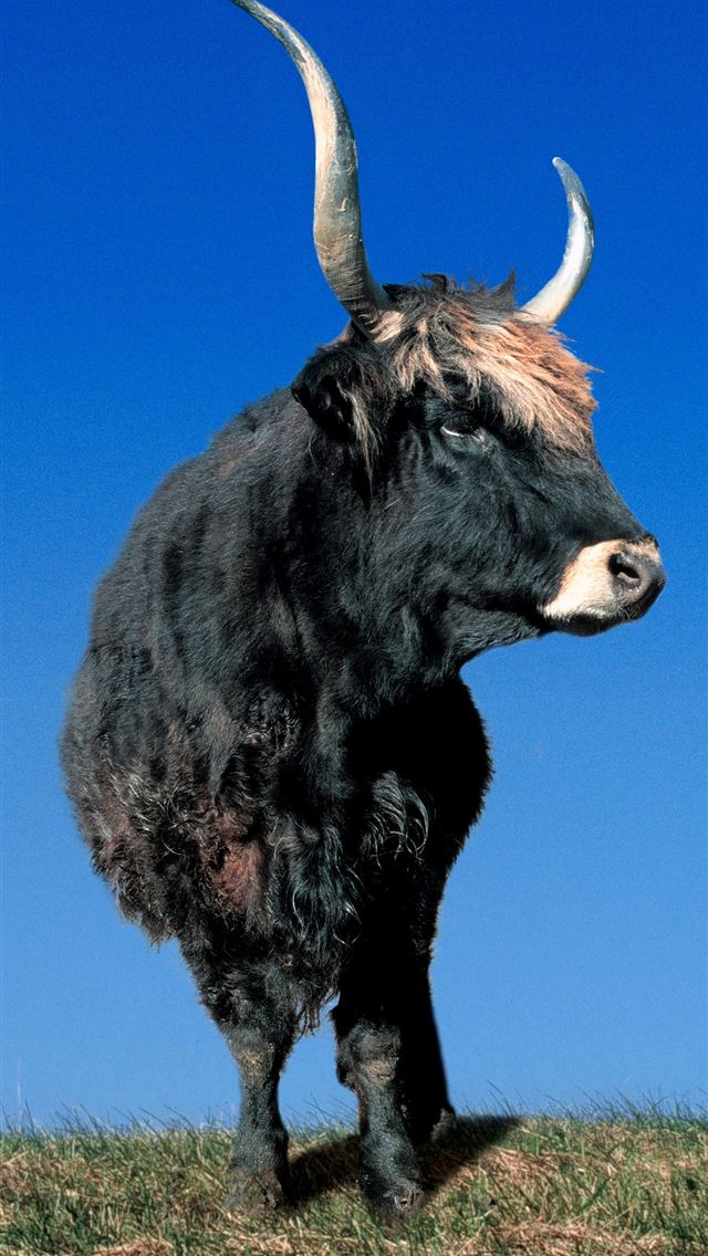 1284x2778 tauros hd - tauros hd iPhone Wallpaper