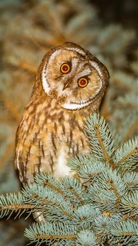 eared seals wallpaper