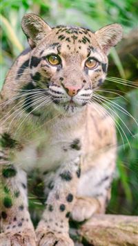 eared seals wallpaper