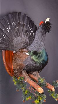 eared seals wallpaper