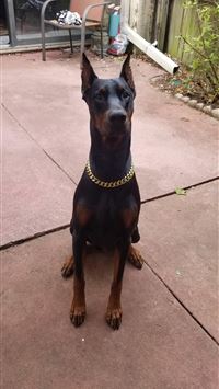 ravenpool fortnite wallpaper