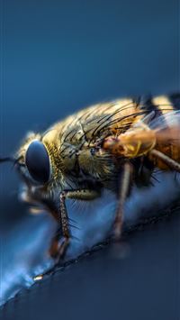 fly insect wallpaper