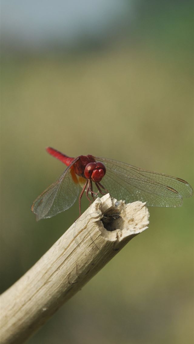 1284x2778 fly insect - fly insect iPhone Wallpaper
