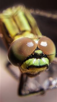 fly insect wallpaper