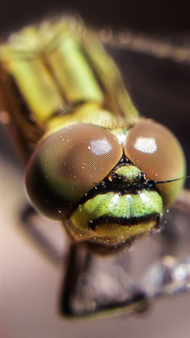 1284x2778 fly insect - fly insect iPhone Wallpaper
