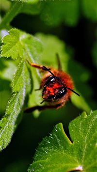 fly insect wallpaper