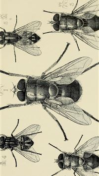 fly insect wallpaper