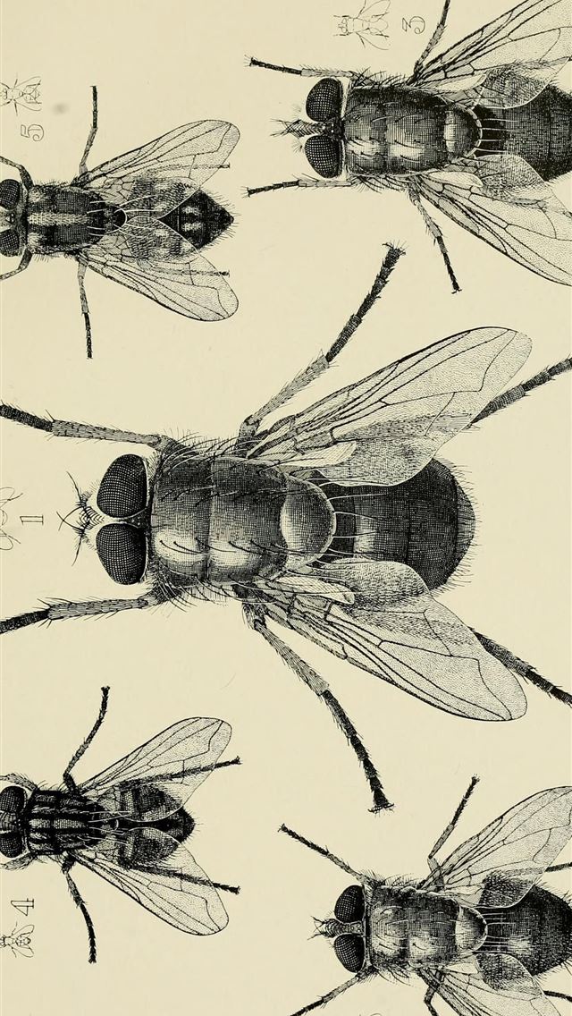 1284x2778 fly insect - fly insect iPhone Wallpaper