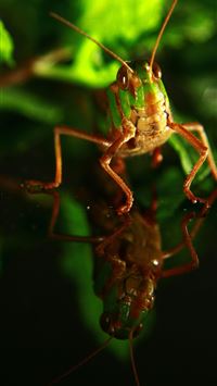 fly insect wallpaper