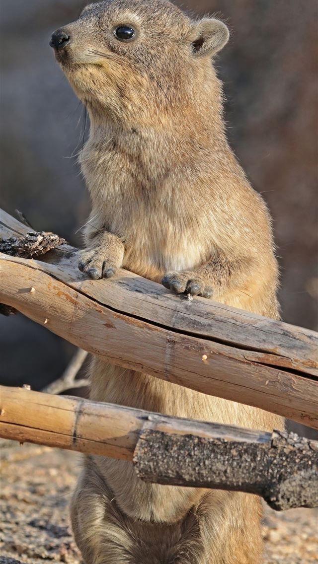 1284x2778 elephant shrew - elephant shrew iPhone Wallpaper