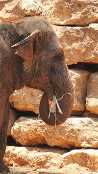 elephant shrew wallpaper