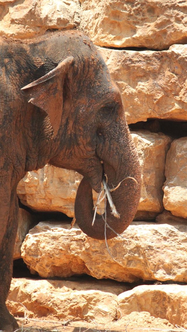 1284x2778 elephant shrew - elephant shrew iPhone Wallpaper