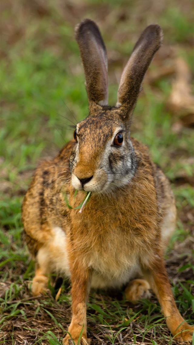 1284x2778 hares - hares iPhone Wallpaper