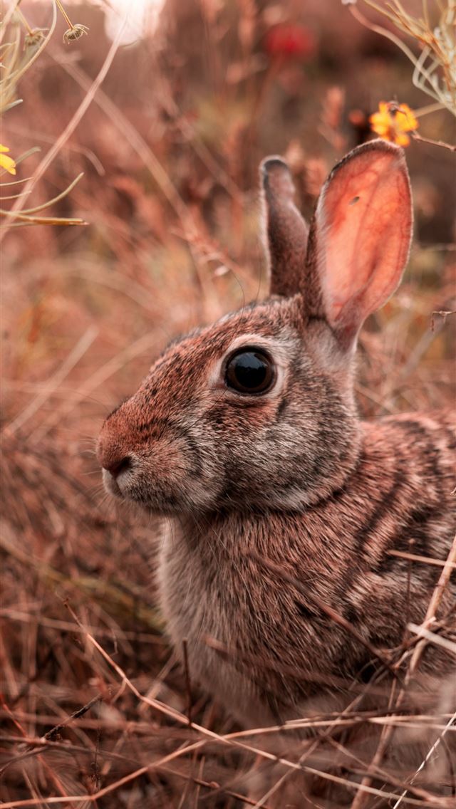 1284x2778 hares - hares iPhone Wallpaper