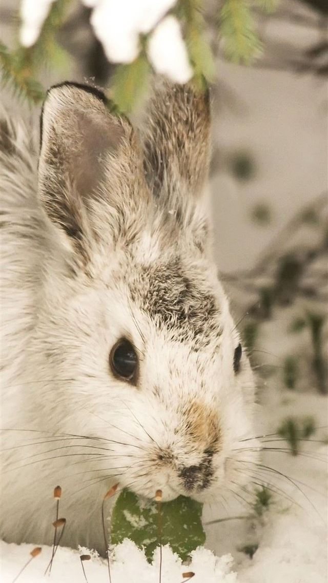 1284x2778 hares - hares iPhone Wallpaper