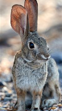 hares wallpaper