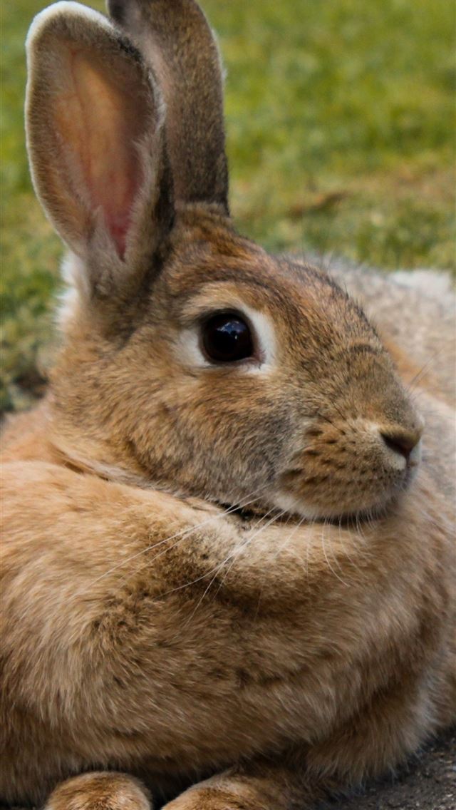 1284x2778 hares - hares iPhone Wallpaper