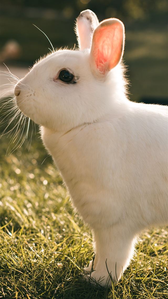 1284x2778 hares - hares iPhone Wallpaper