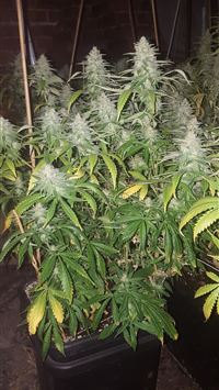 tapu bulu hd wallpaper