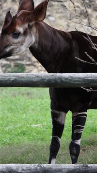 okapis wallpaper