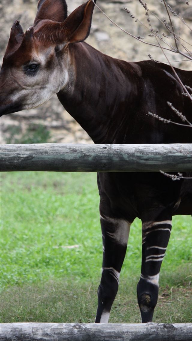 1284x2778 okapis - okapis iPhone Wallpaper