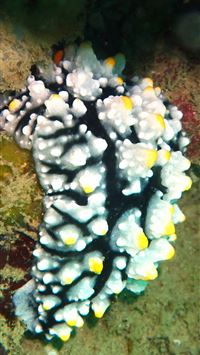 vogels pit viper trimeresurus vogeli wallpaper