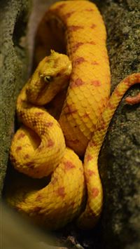 Reptiles Viper Snake HD wallpaper  Wallpaperbetter