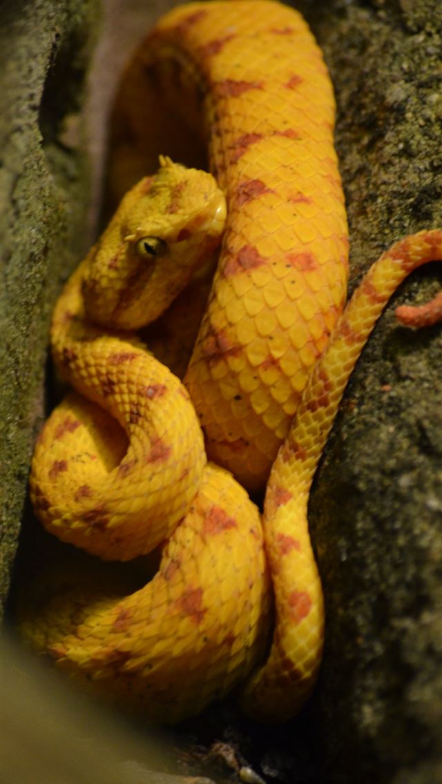 1284x2778 vogels pit viper trimeresurus vogeli - vogels pit viper trimeresurus vogeli iPhone Wallpaper