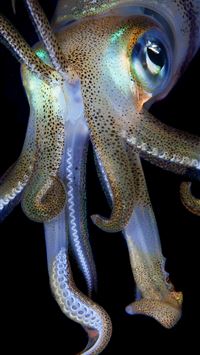 giant squid wallpaper