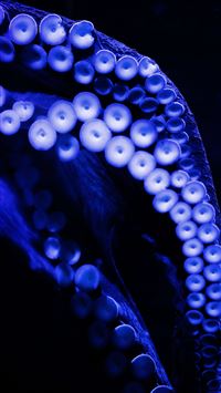 giant squid wallpaper