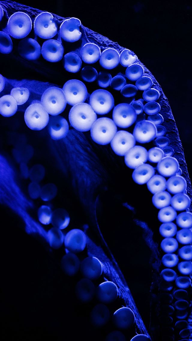 1284x2778 giant squid - giant squid iPhone Wallpaper