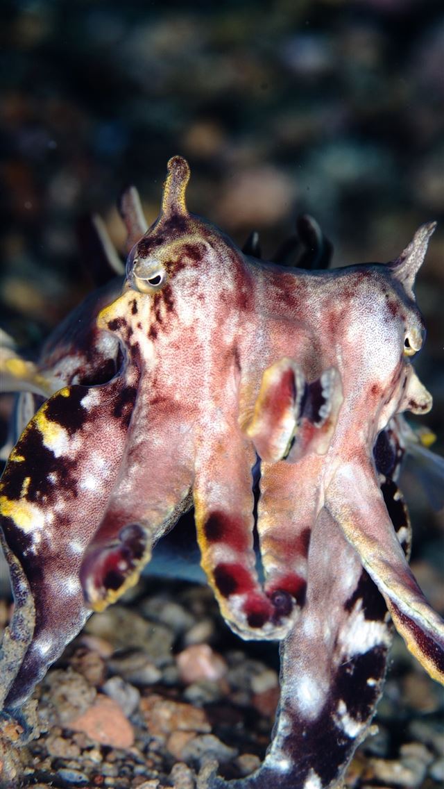1284x2778 cuttlefishes - cuttlefishes iPhone Wallpaper