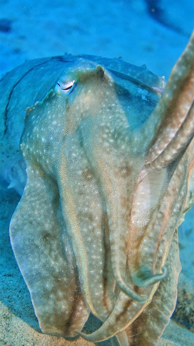 1284x2778 cuttlefishes - cuttlefishes iPhone Wallpaper
