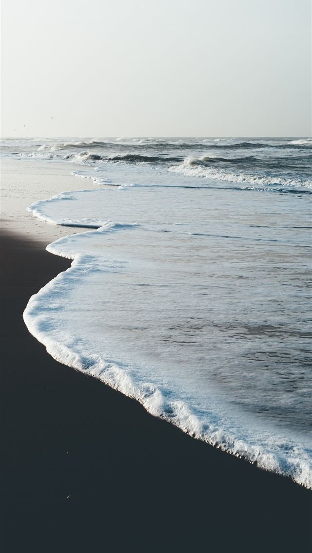 1284x2778 cuttlefishes - cuttlefishes iPhone Wallpaper
