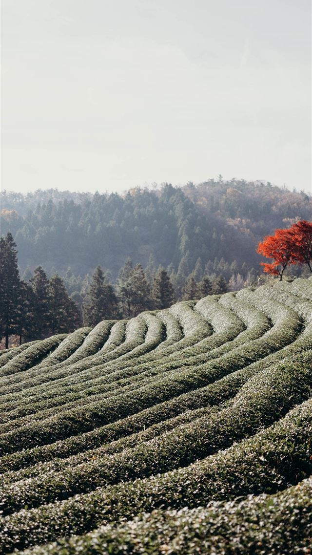 1284x2778 daehan dawon - daehan dawon iPhone Wallpaper