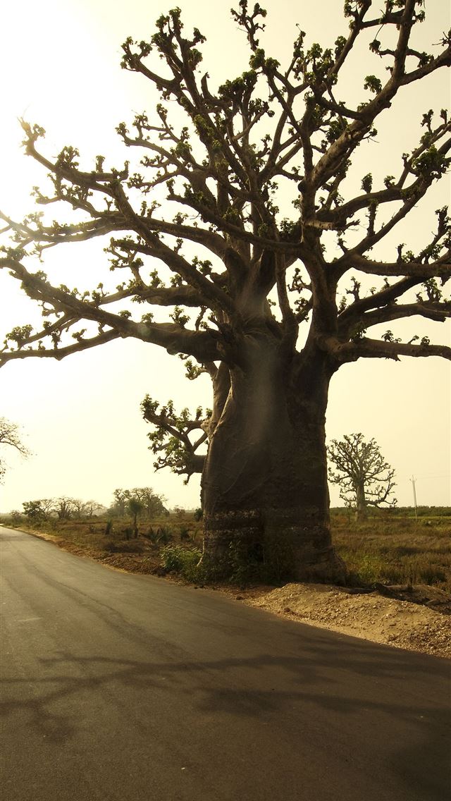 1284x2778 gambia - gambia iPhone Wallpaper