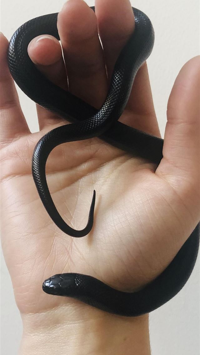 1284x2778 kingsnakes - kingsnakes iPhone Wallpaper