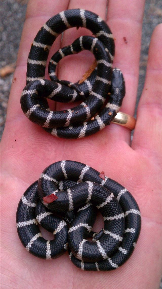 1284x2778 kingsnakes - kingsnakes iPhone Wallpaper