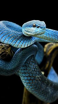 kingsnakes wallpaper