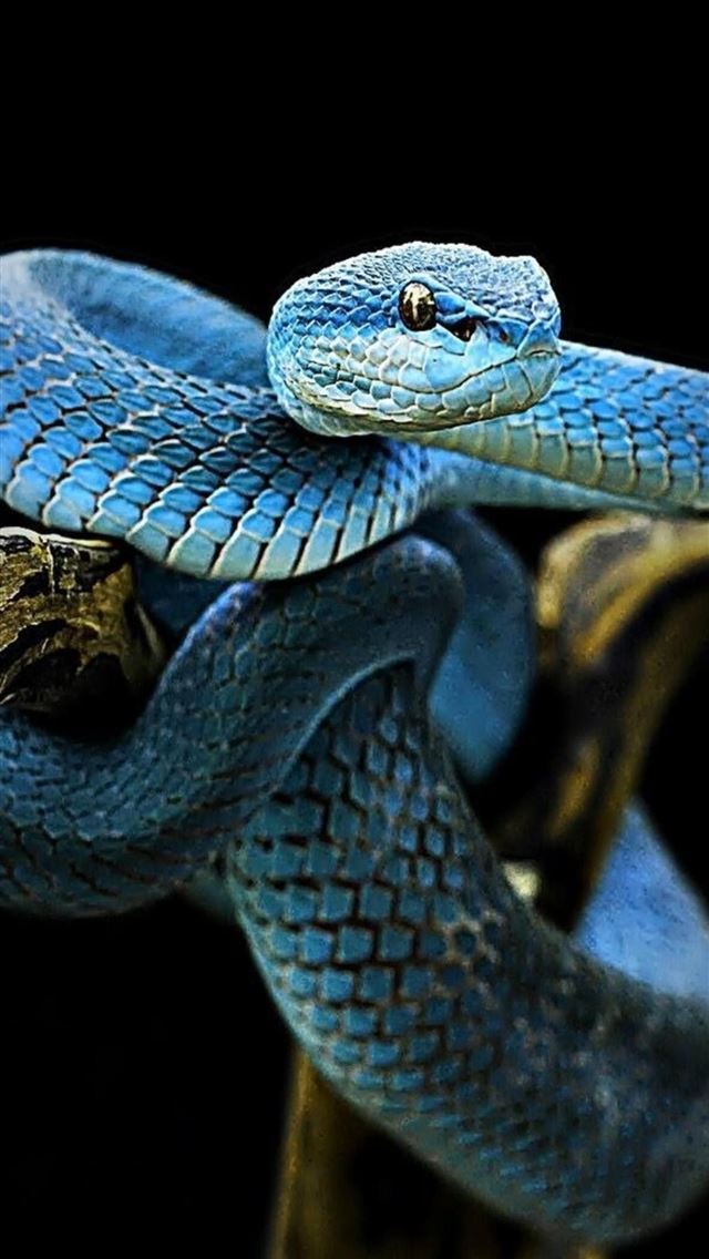1284x2778 kingsnakes - kingsnakes iPhone Wallpaper