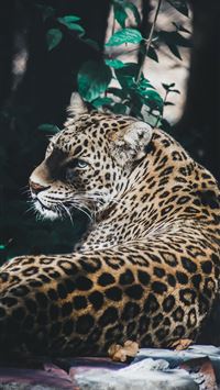 pancham hd wallpaper