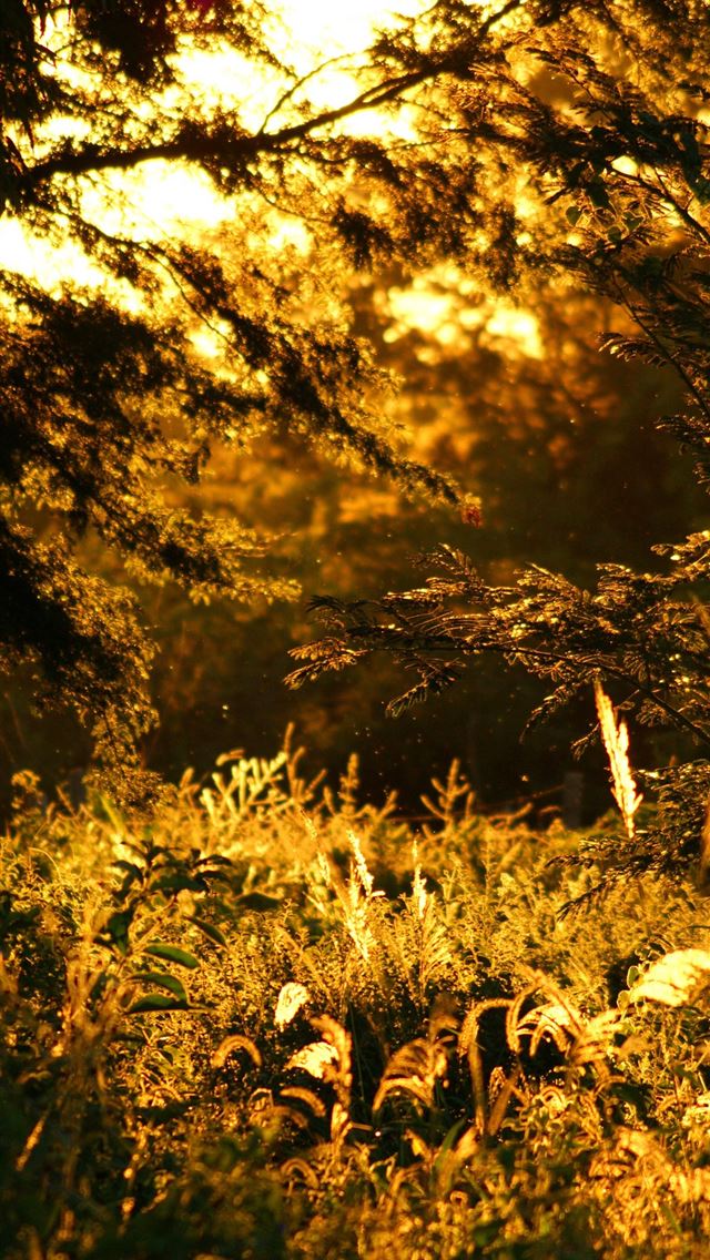 1284x2778 paraguay - paraguay iPhone Wallpaper