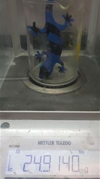 chinchou hd wallpaper