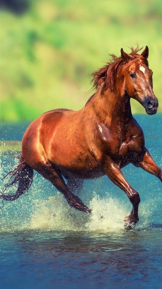 1284x2778 horsea hd - horsea hd iPhone Wallpaper
