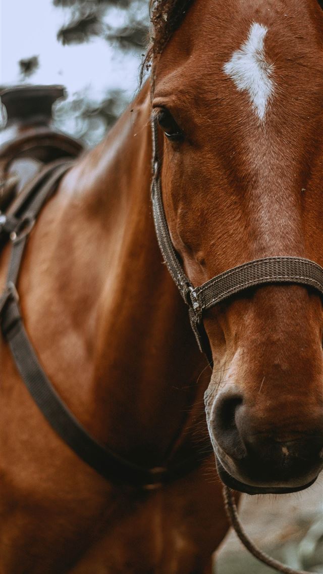 1284x2778 horsea hd - horsea hd iPhone Wallpaper
