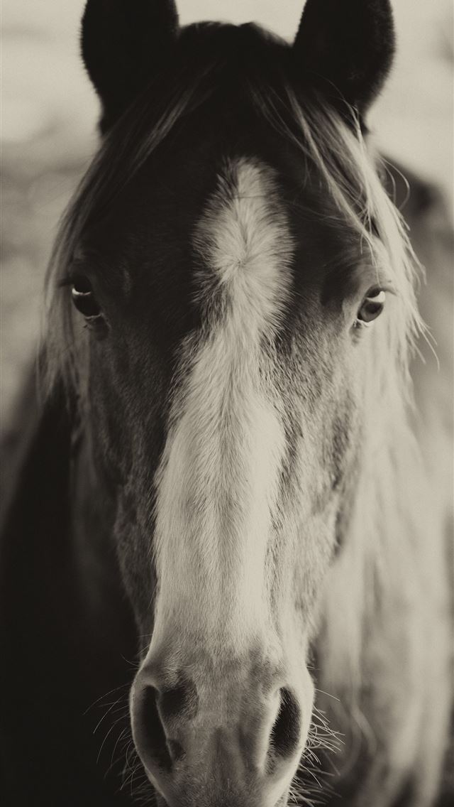 1284x2778 horsea hd - horsea hd iPhone Wallpaper